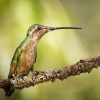 Female Magnificent Hummingbird - Linda Rodgers